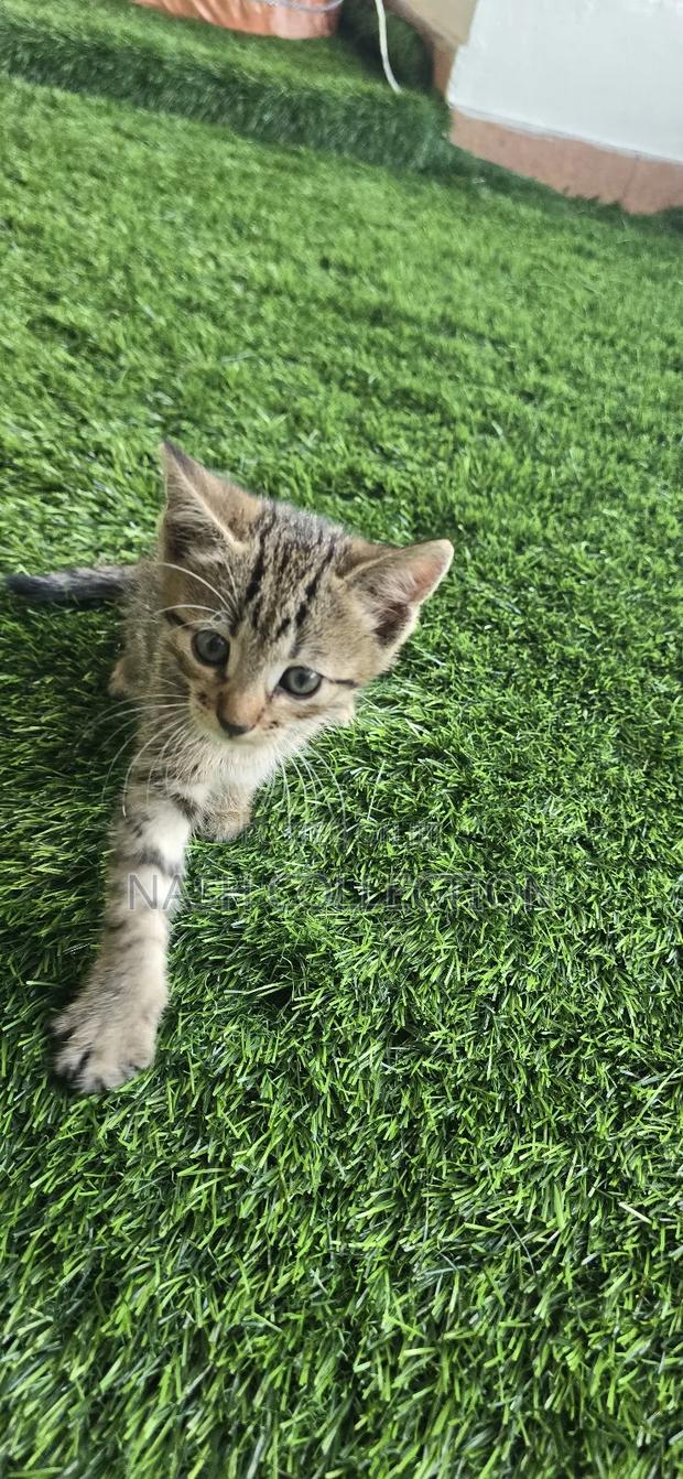 1-3 months Female Mixed Breed Tabby - thumbnail 3