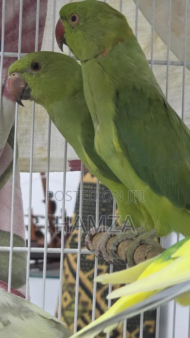 Indian Ringnecks - main view