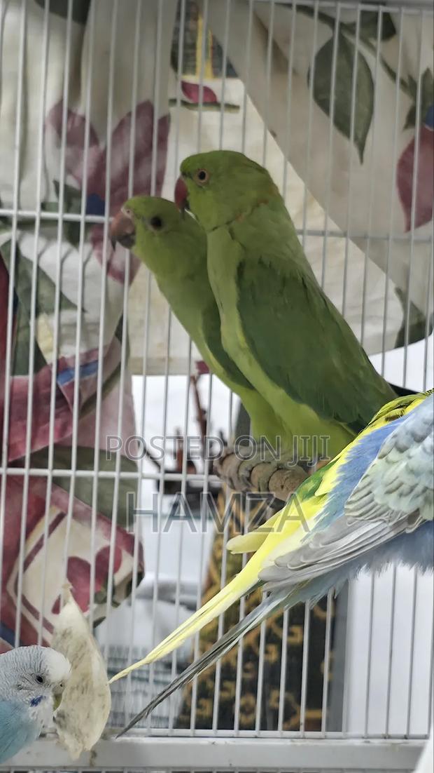 Indian Ringnecks - thumbnail 3