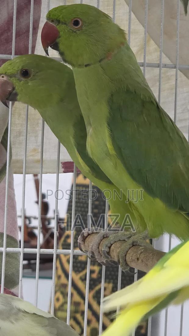 Indian Ringnecks - thumbnail 4