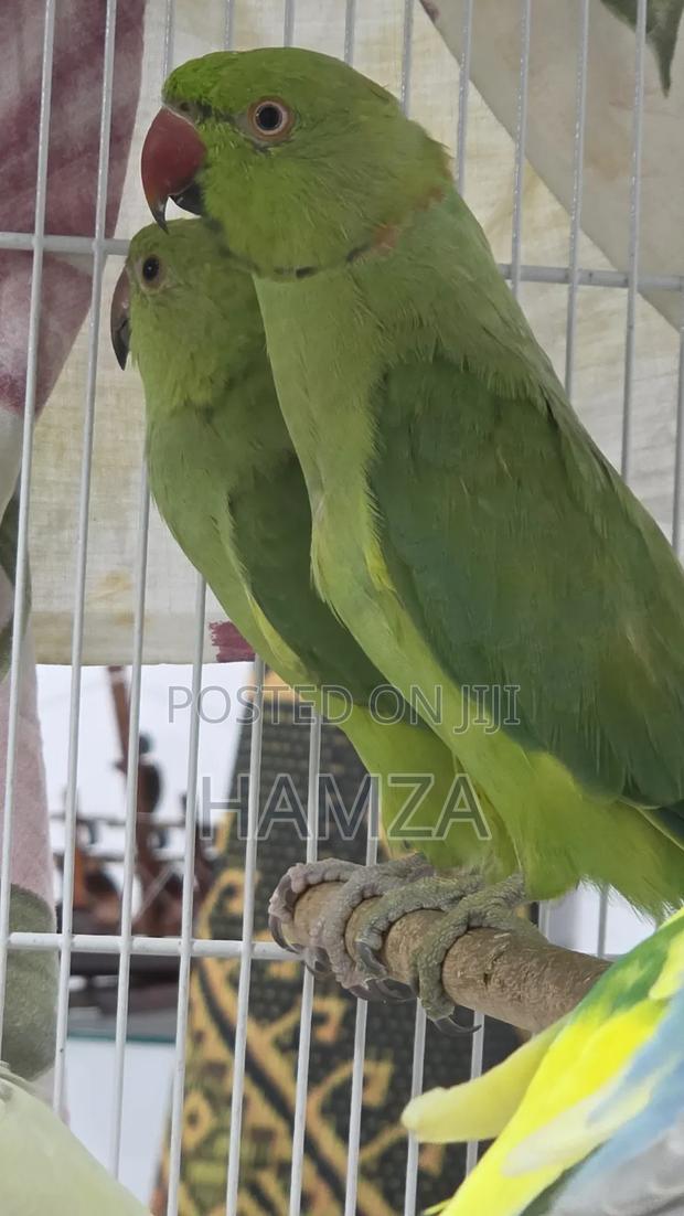 Indian Ringnecks - thumbnail 5