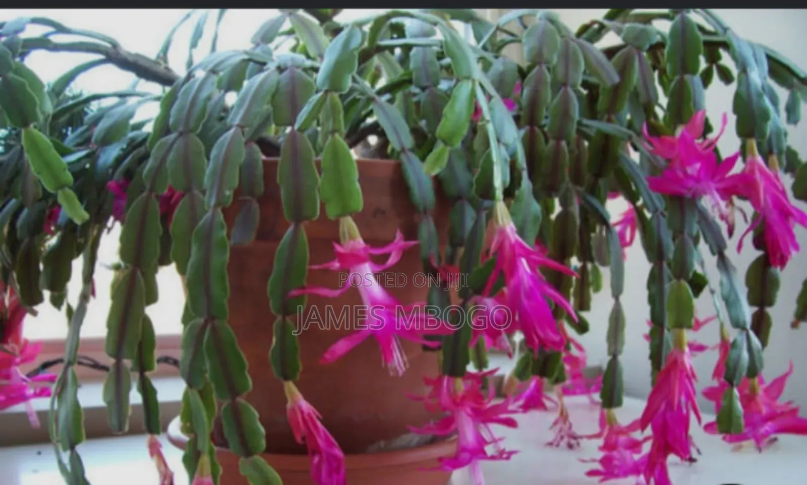 Christmas Cactus and Easter Cactus