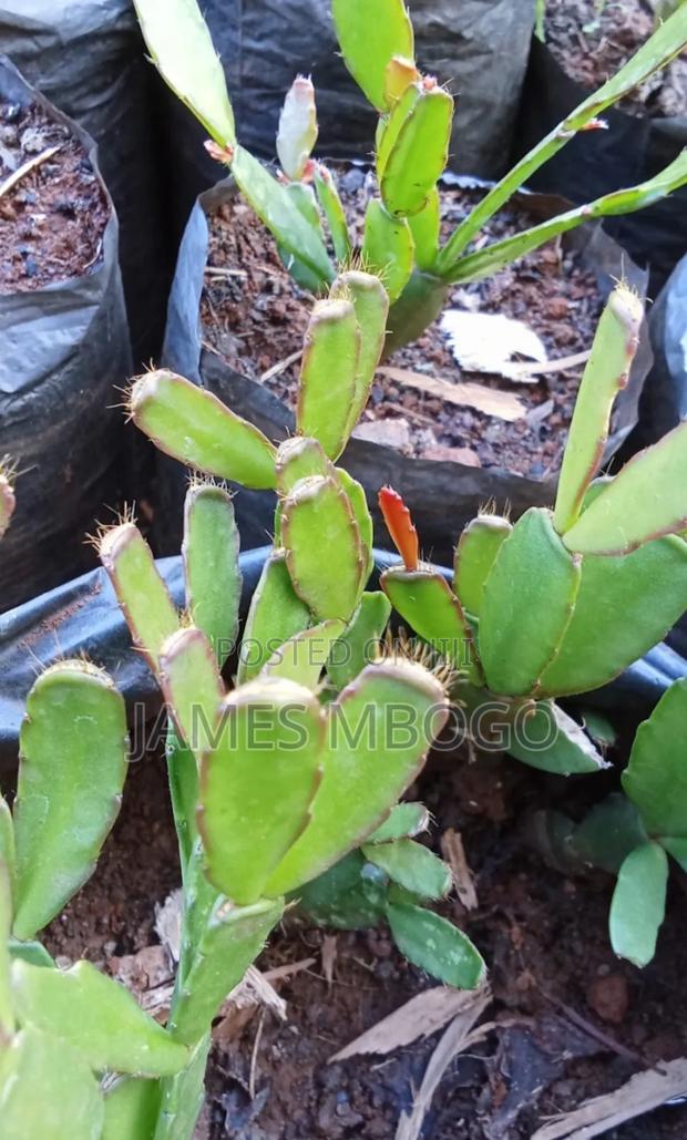 Christmas Cactus and Easter Cactus - thumbnail 3