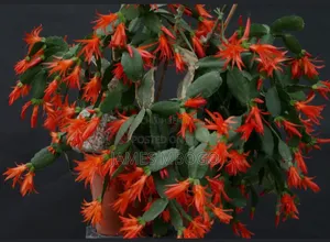 Christmas Cactus and Easter Cactus