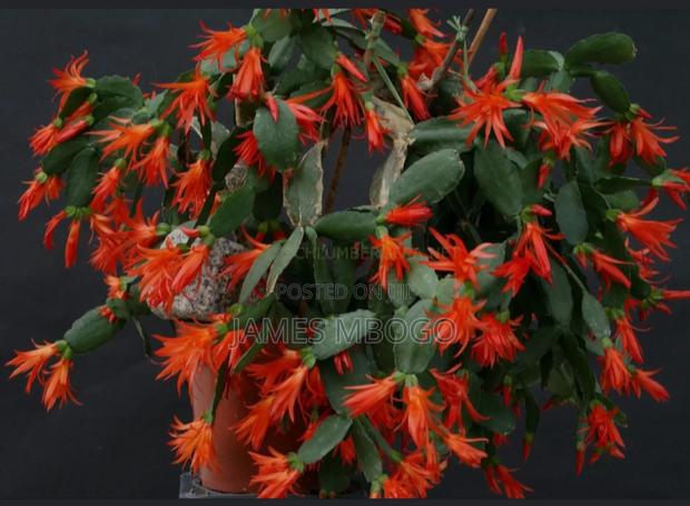 Christmas Cactus and Easter Cactus - thumbnail 4