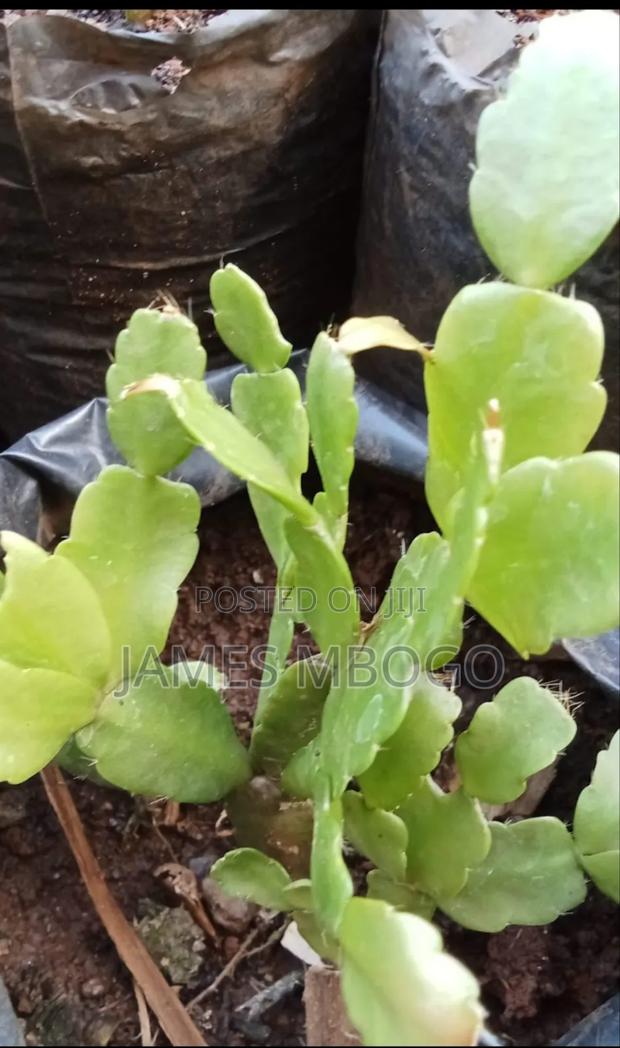 Christmas Cactus and Easter Cactus - thumbnail 5