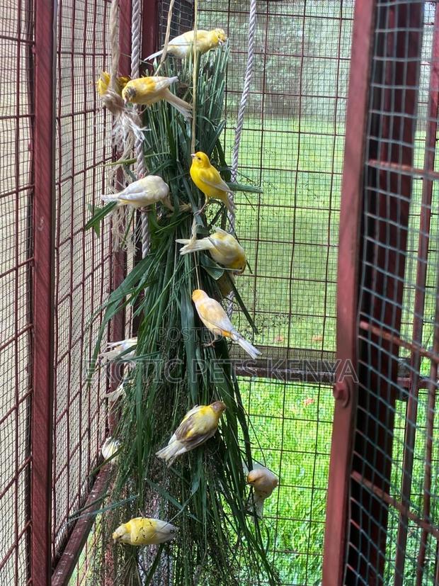 Canaries Domestic - main view