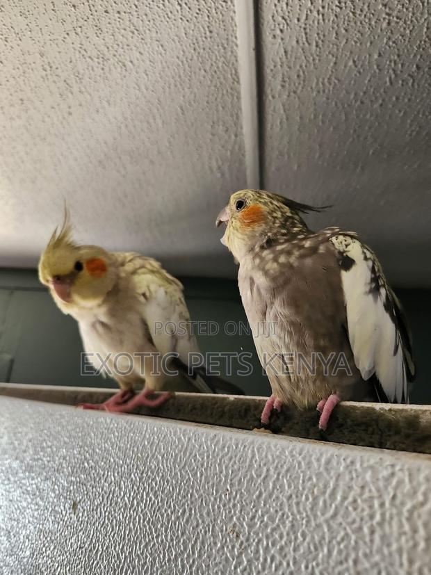Cockatiel Mates - main view