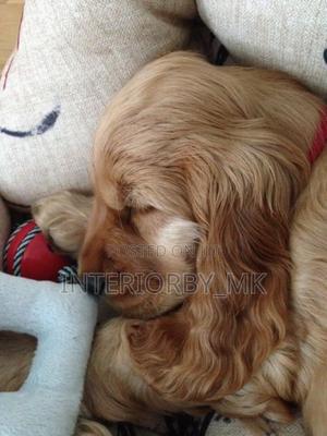 1-3 months Male Purebred Cocker Spaniel - main view