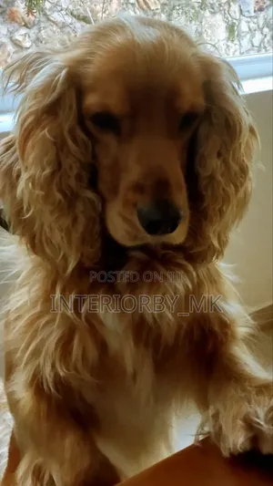 1-3 months Female Purebred Cocker Spaniel