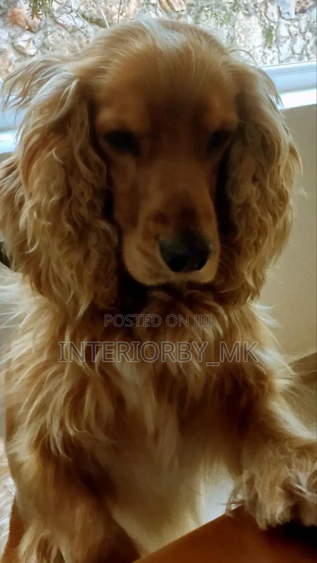 1-3 months Female Purebred Cocker Spaniel