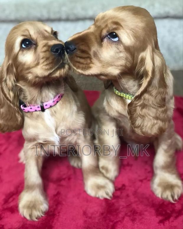 1-3 months Female Purebred Cocker Spaniel