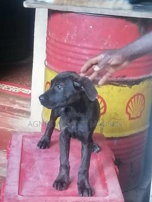 1-3 months Female Purebred Boerboel - thumbnail 2