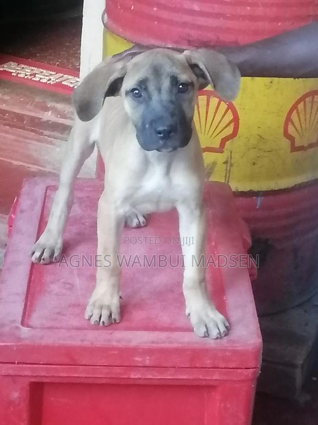1-3 months Female Purebred Boerboel - thumbnail 4