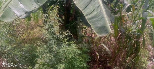 50/100 Muchatha Kiambu Plot for Sale - thumbnail 7