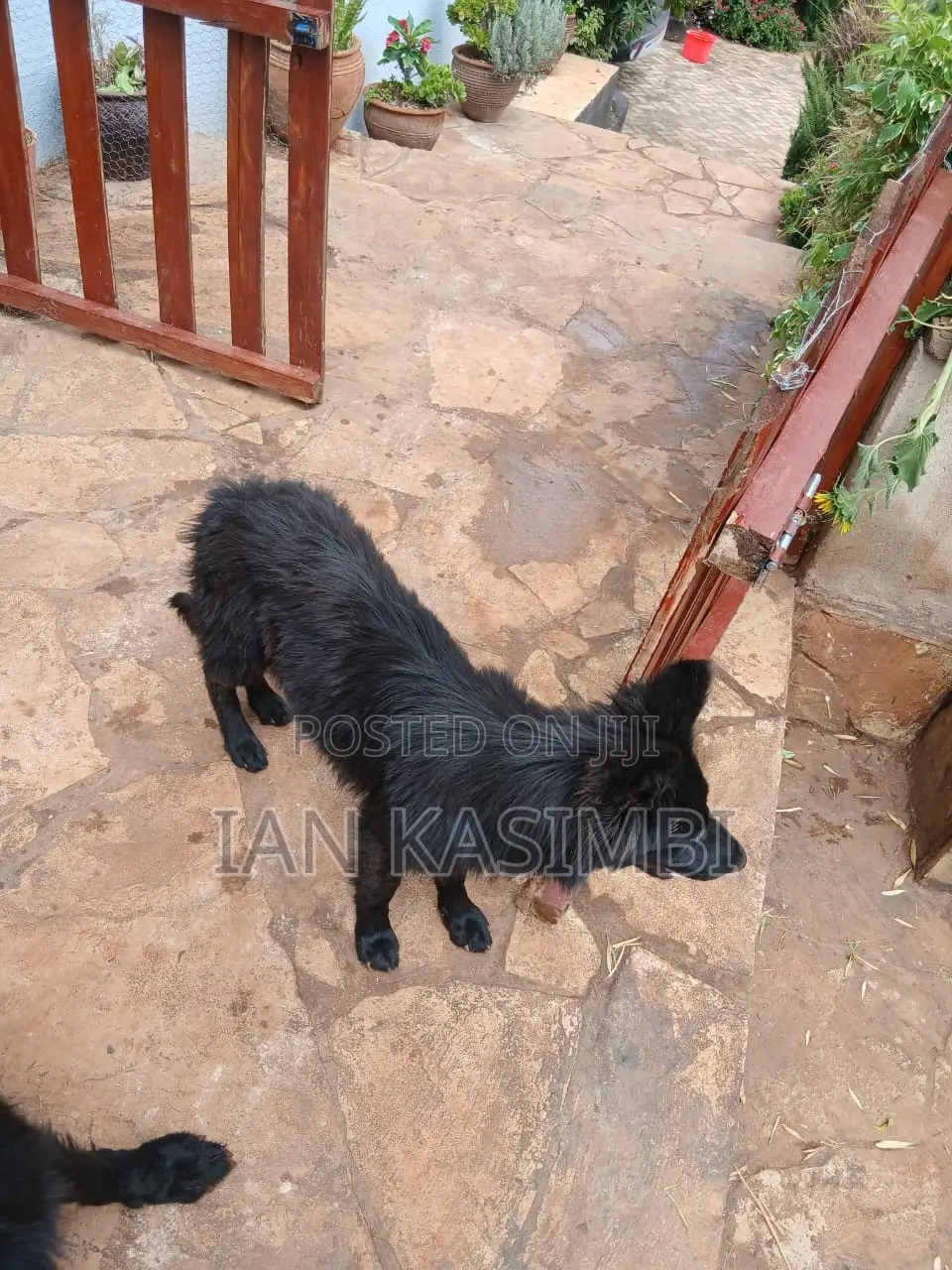 6-12 months Female Purebred German Shepherd