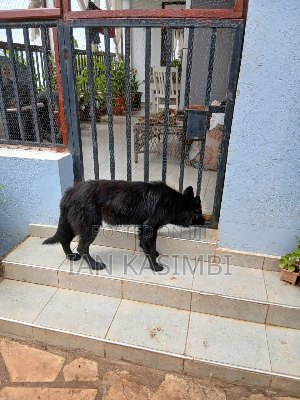 6-12 months Female Purebred German Shepherd