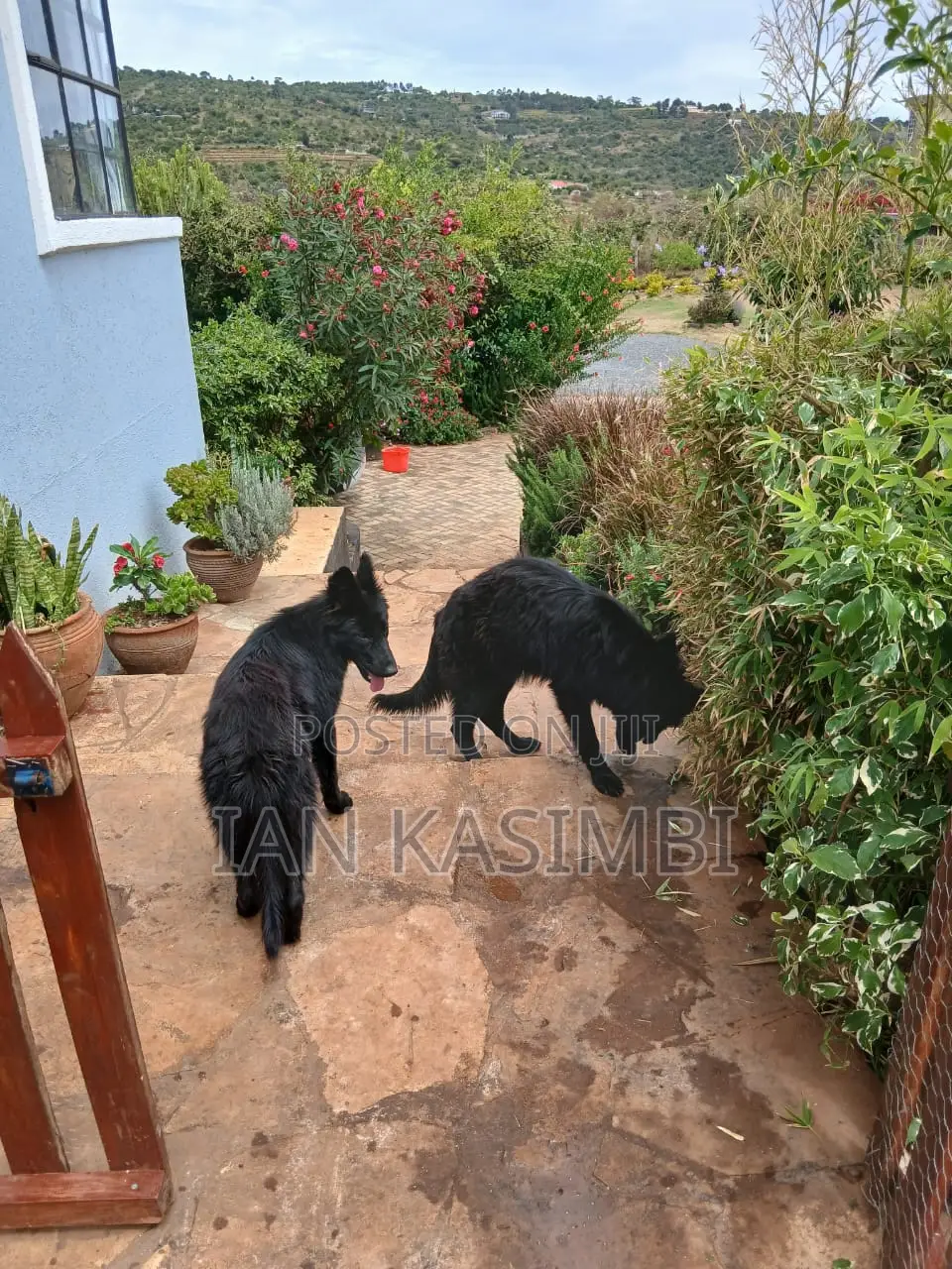 6-12 months Female Purebred German Shepherd
