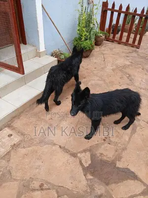 6-12 months Female Purebred German Shepherd