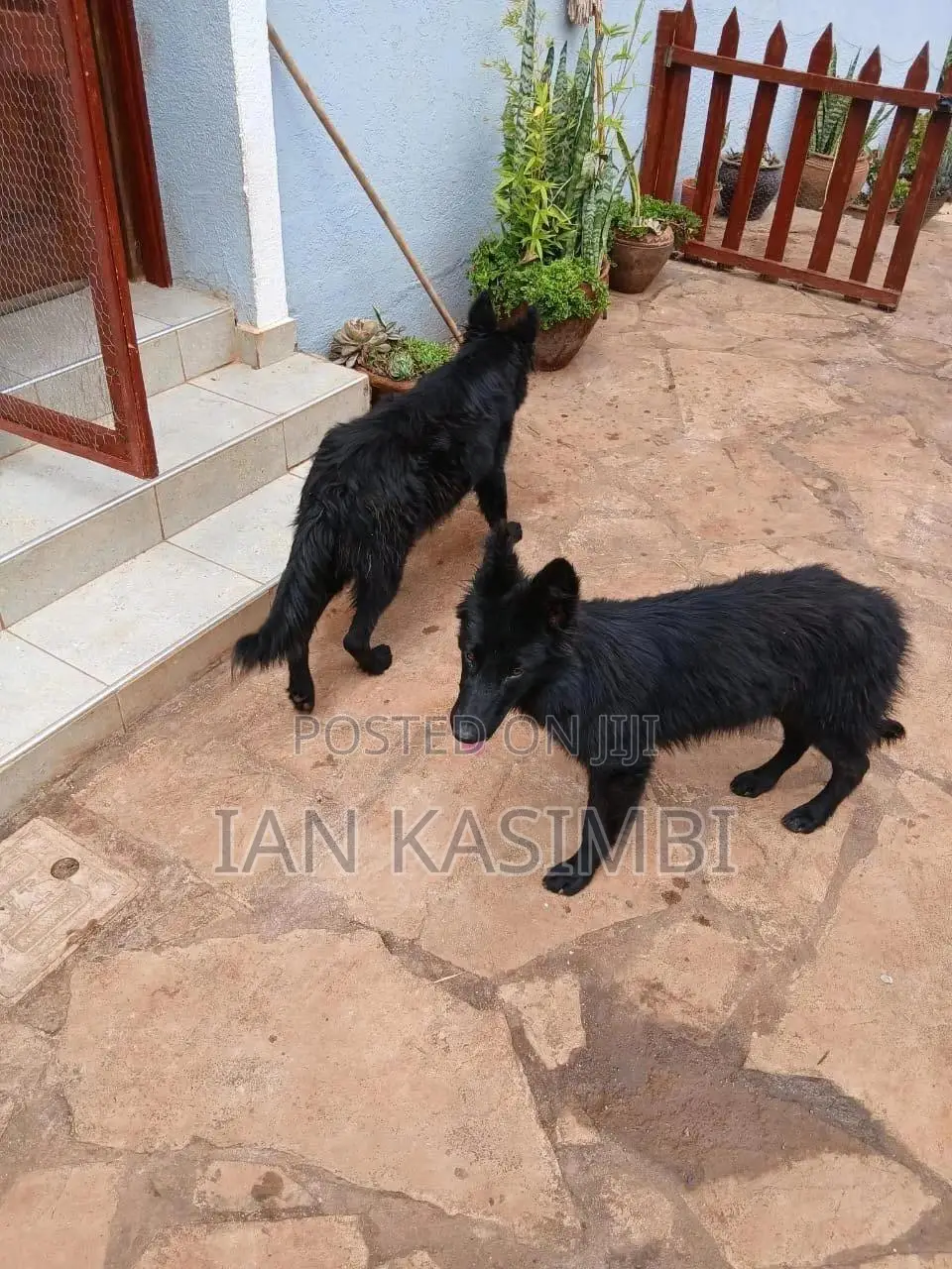 6-12 months Female Purebred German Shepherd