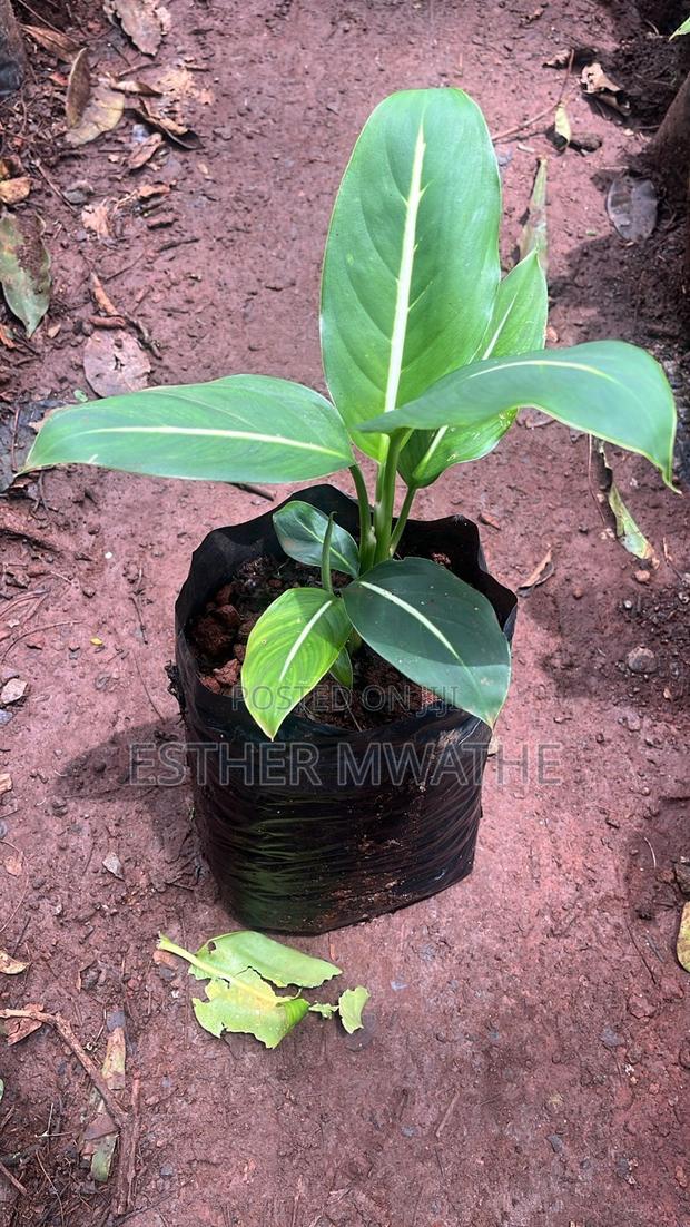 Garden Plants /House Plants
