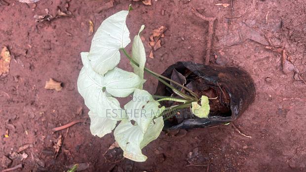 Garden Plants /House Plants - thumbnail 4