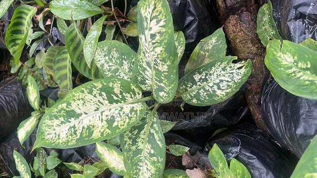Garden Plants /House Plants - thumbnail 6