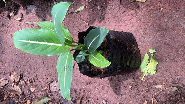 Garden Plants /House Plants - thumbnail 7