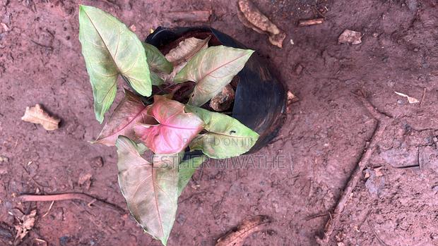 Garden Plants /House Plants - thumbnail 5