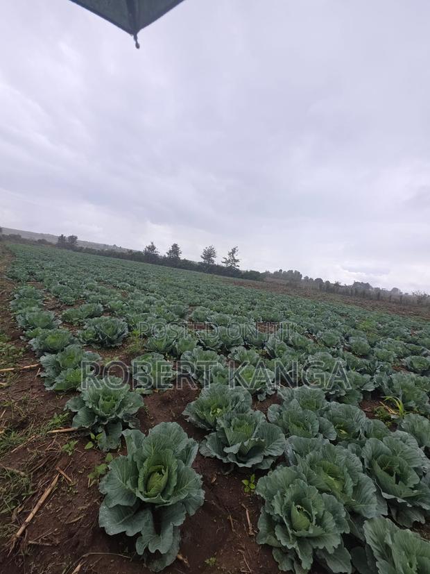 Cabbage 5kg Per Head - Gloria F1 - main view