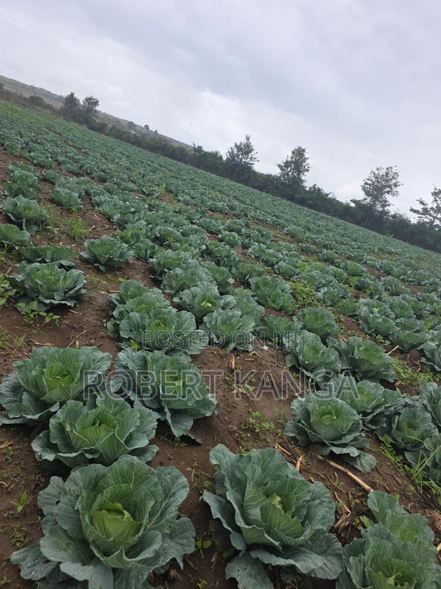 Cabbage 5kg Per Head - Gloria F1 - thumbnail 2