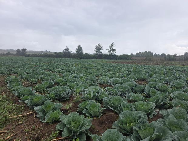 Cabbage 5kg Per Head - Gloria F1 - thumbnail 3
