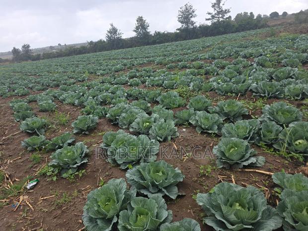 Cabbage 5kg Per Head - Gloria F1 - thumbnail 4