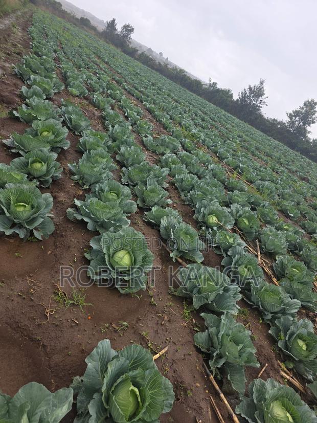 Cabbage 5kg Per Head - Gloria F1 - thumbnail 5