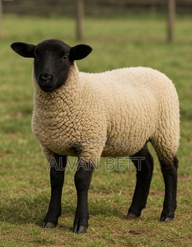 Female Sheep
