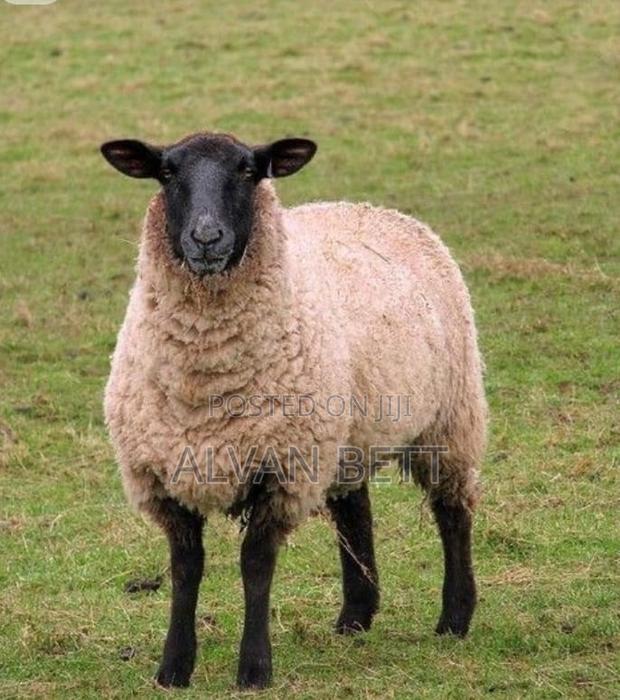 Black Head Sheep