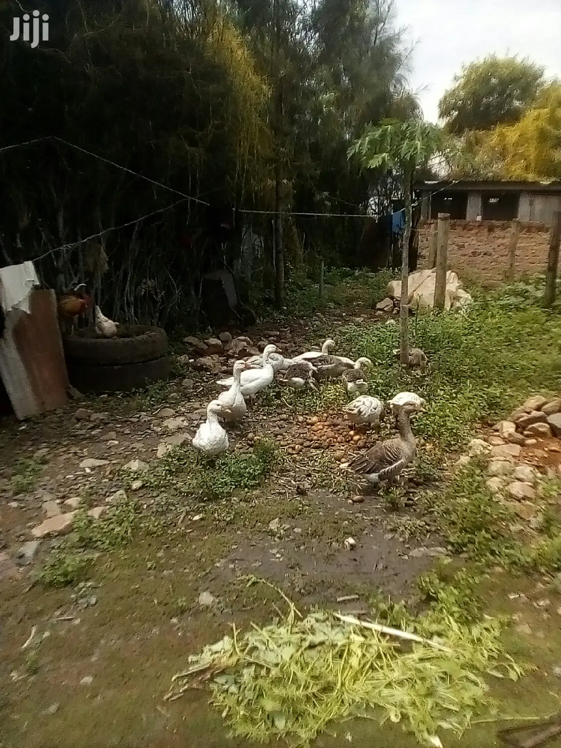 Bata Bukini (Goose) Pair