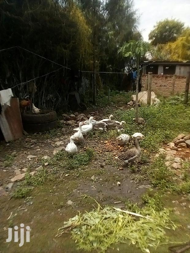 Bata Bukini (Goose) Pair - thumbnail 7