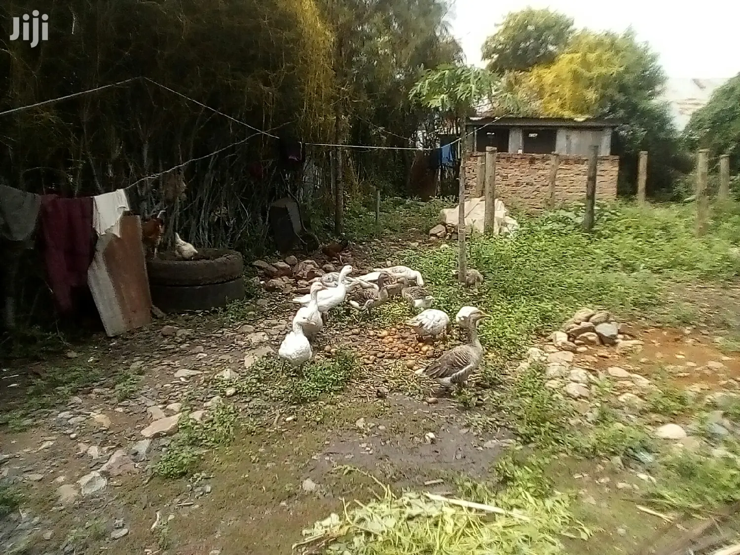 Bata Bukini (Goose) Pair
