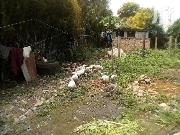 Bata Bukini (Goose) Pair - thumbnail 8