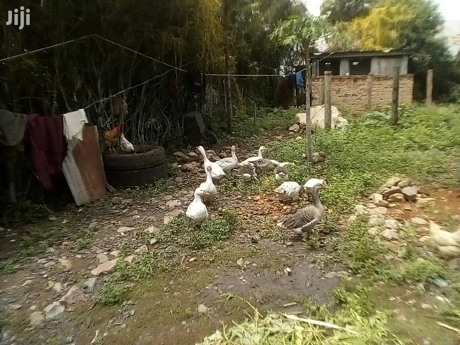 Bata Bukini (Goose) Pair