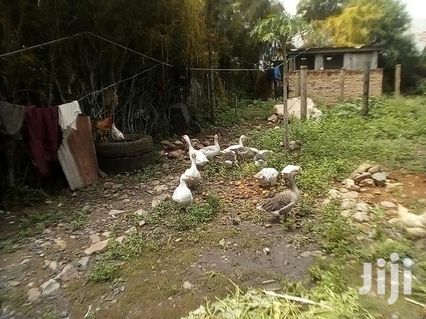 Bata Bukini (Goose) Pair - thumbnail 9