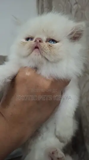 1-3 months Male Purebred Persian