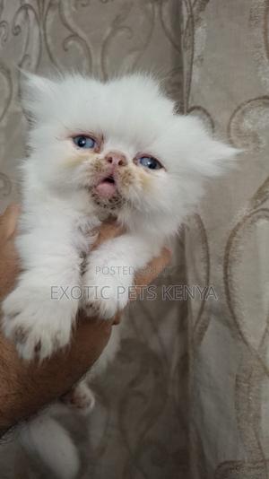 1-3 months Male Purebred Persian - thumbnail 2