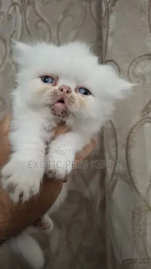 1-3 months Male Purebred Persian