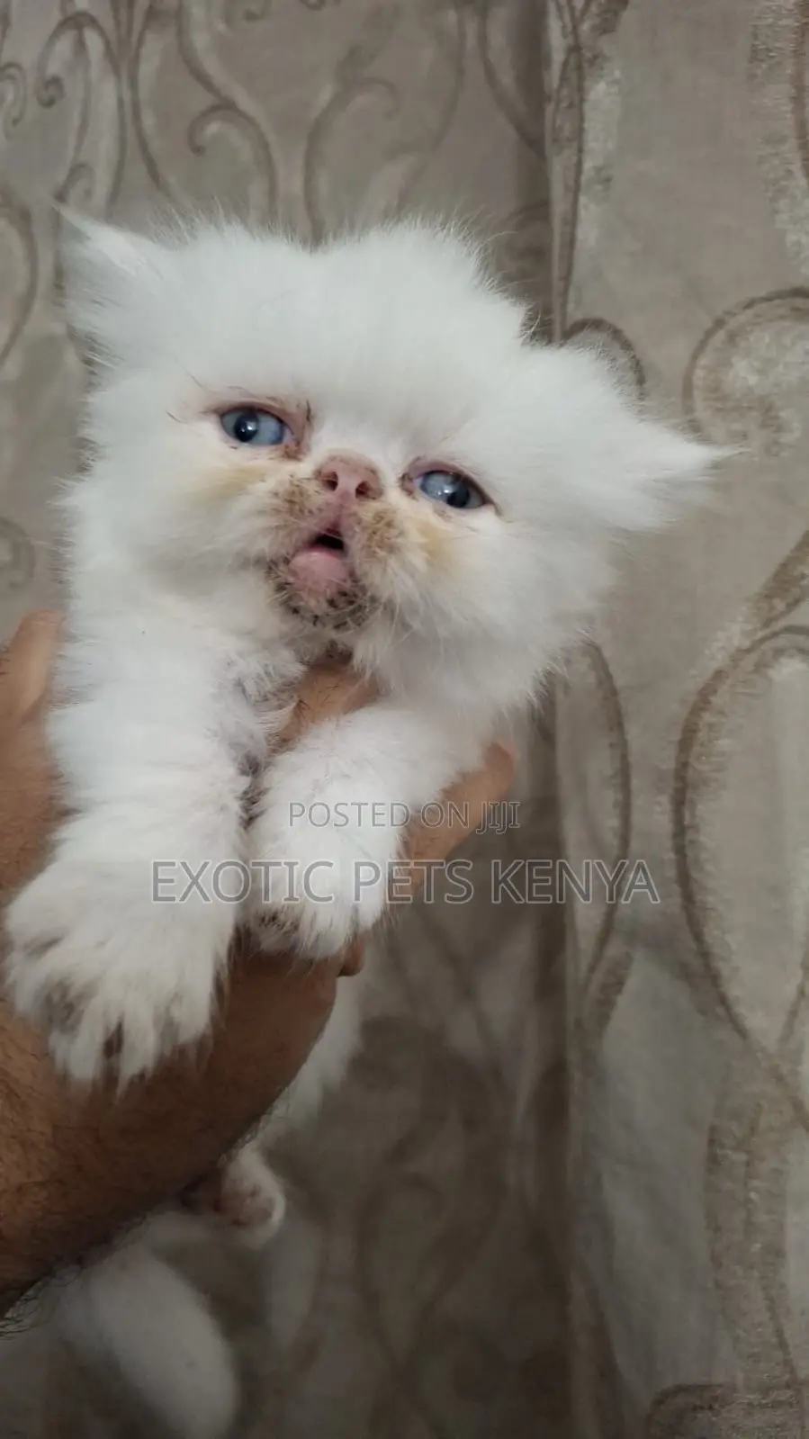 1-3 months Male Purebred Persian