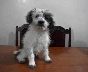 1+ year Male Mixed Breed Maltese - thumbnail 2