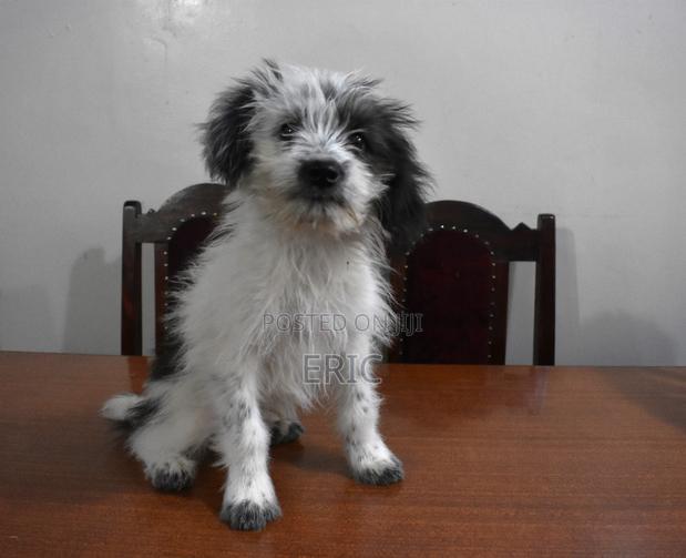 1+ year Male Mixed Breed Maltese - main view
