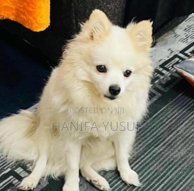 3-6 months Female Purebred Pomeranian
