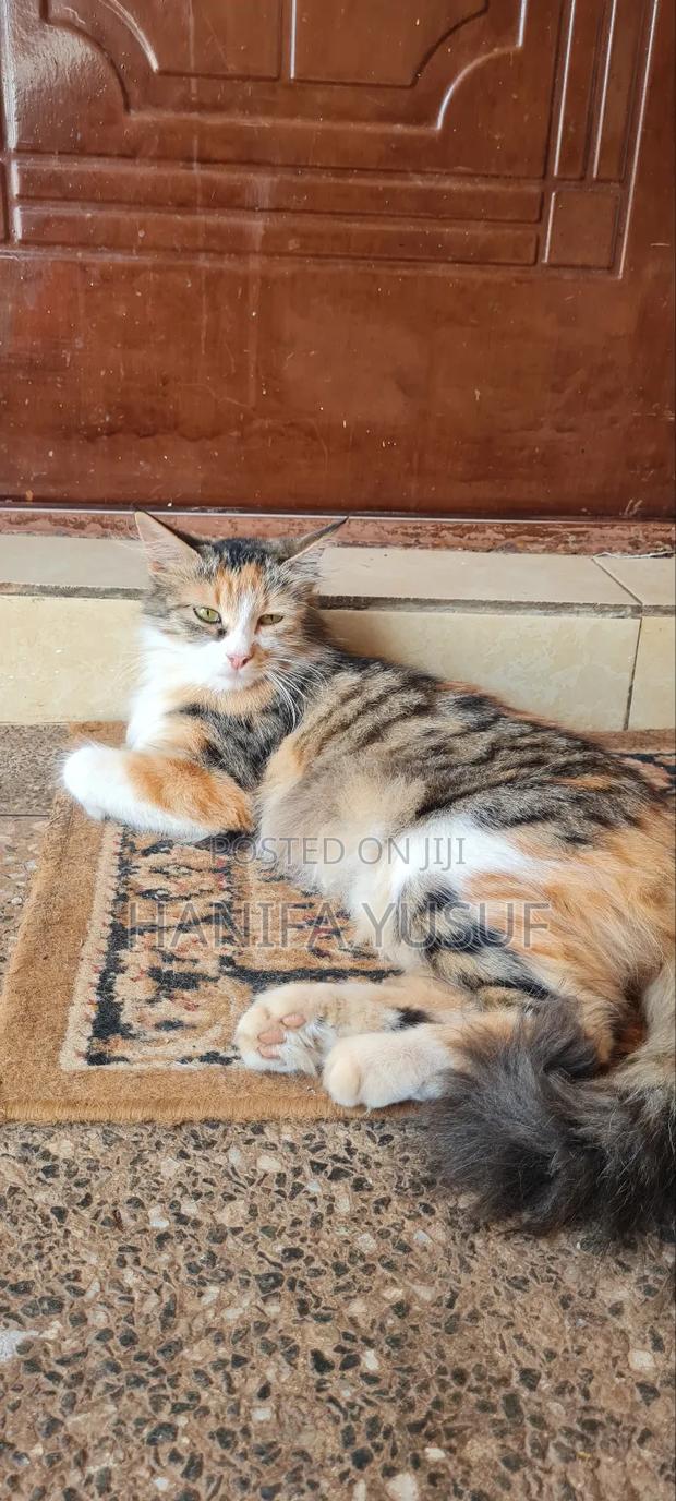1+ year Female Mixed Breed American Shorthair